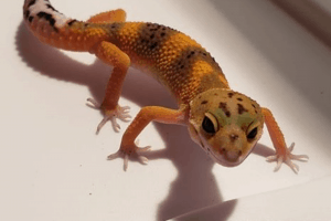 how to tell what morph your leopard gecko is