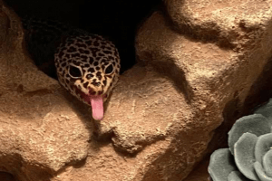 why wont my leopard gecko eat
