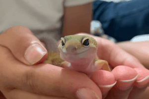 how old is my leopard gecko