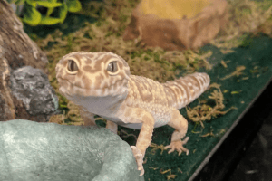 best leopard gecko starter kit