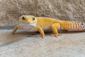 how to tell if a leopard gecko is stressed