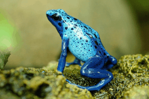 why is a frog not a reptile