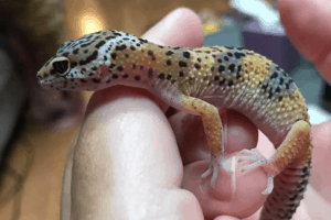 how to pick up a leopard gecko