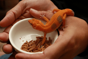 about how many households in the united states have at least one reptile?
