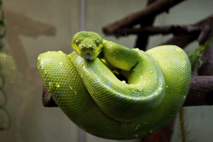 how to build a reptile rack