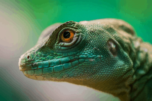 how to soundproof a reptile tank