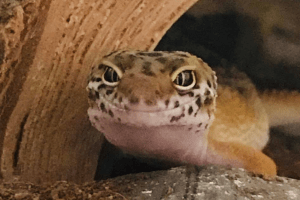 how much to feed leopard gecko