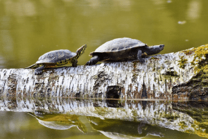 how to start a reptile rescue