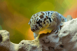 how to tell the difference between a reptile tank and a fish tank