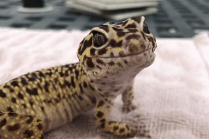 how to tell if your leopard gecko is dying