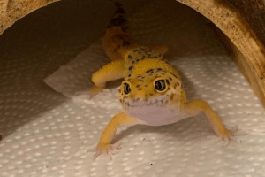why does my leopard gecko stare at me