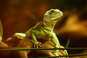 how to keep humidity up in reptile tank