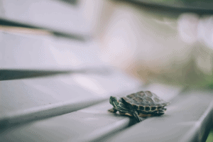 how to make reptile containers not smell