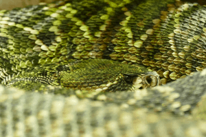 what are reptile scales made of