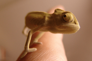 how to build a reptile terrarium