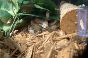 how long does a boa constrictor live