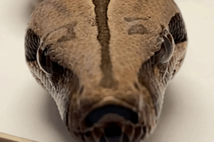how hard can a boa constrictor squeeze