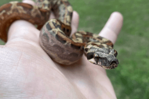 how long can a boa constrictor get