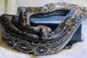 how much does a boa constrictor weigh