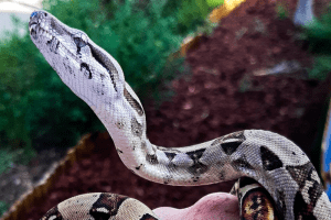 how much does it cost to own a boa constrictor