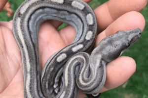 how to care for a boa constrictor