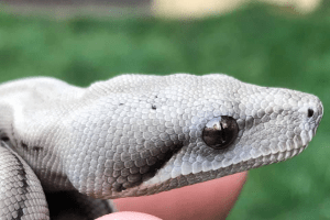 how many eggs does a boa constrictor lay