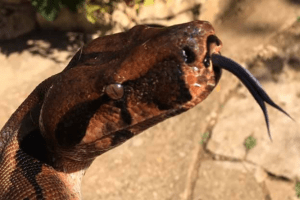 what do boa constrictor eat