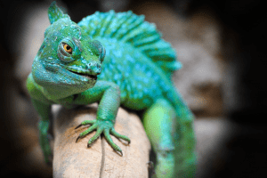 What Are Reptile Expos