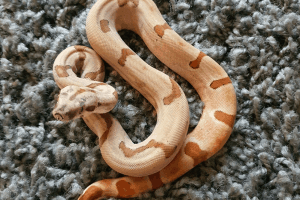 how to get a boa constrictor to release