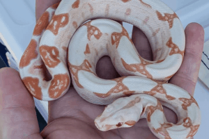 how to handle a boa constrictor