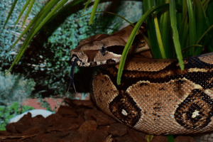 what do i need in a tank for a boa constrictor