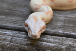 what does it mean if a boa constrictor makes a squeaking sound