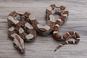 what to do if attacked by boa constrictor