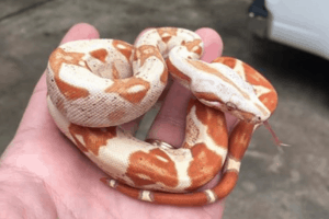 what size enclosure for a boa constrictor