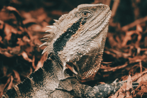 how to euthanize a reptile at home