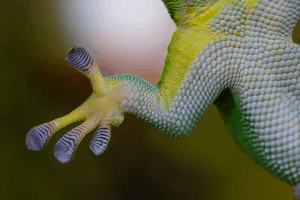 what reptile likes to be handled