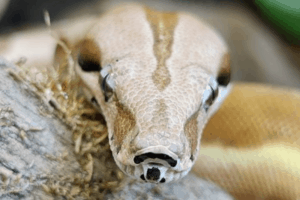 best cage for boa constrictor