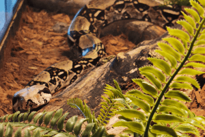 what is the best bedding for boa constrictor
