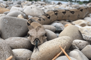 how to tell the age of a boa constrictor