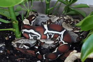 how to bathe a boa constrictor