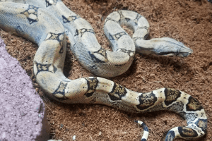 what do you feed a pet boa constrictor