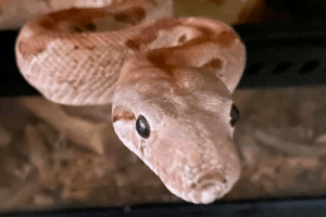 what does it mean if a boa constrictor has a clogged nostril