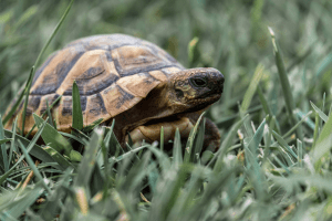 what is the difference between a mammal and a reptile