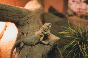 how to make fake rock for reptile