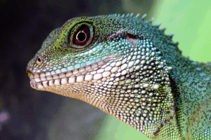 how to get rid of reptile mites