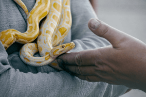 how to make a reptile hide out of clay