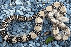 what eats a boa constrictor