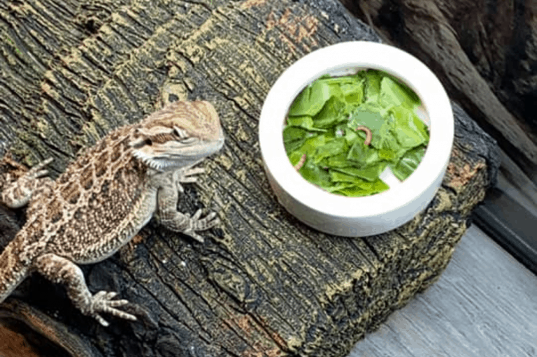 How Long Can Lizards Go Without Drinking And Eating?