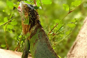 best iguana names