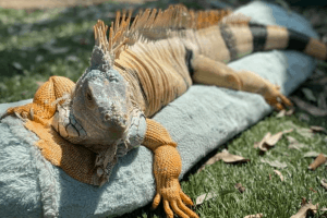 how do lizards reproduce